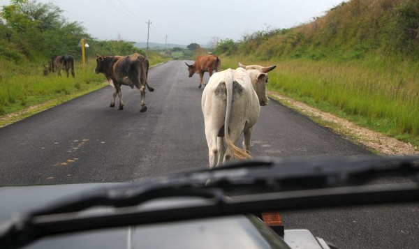 Animales sueltos en la vía causan accidentes
