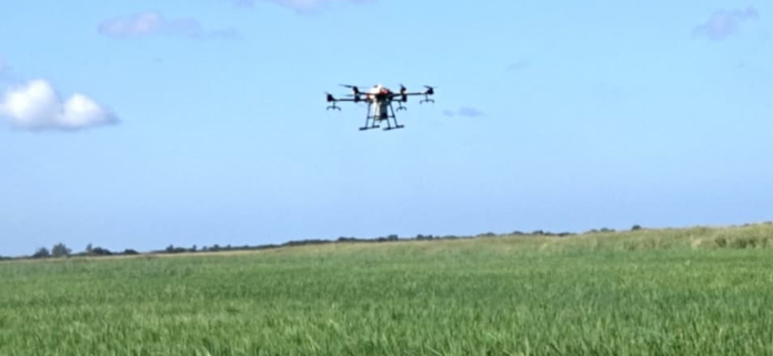 Utilizan drones en riego de abono en arrocera Ruta Invasora