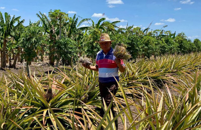 Fotos: Rodolfo Blanco Cué/ ACN Productor camagüeyano enamorado del campo (+Fotos)