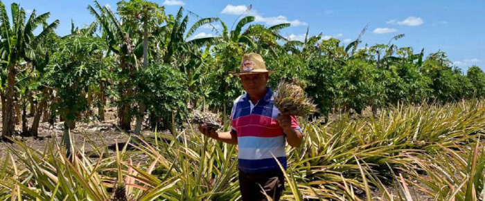 Productor camagüeyano enamorado del campo (+Fotos)