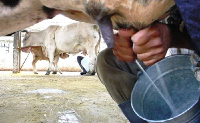 El cumplimiento de la producción de leche en Camagüey sigue en apuros