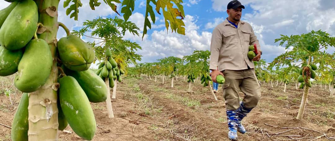 Agricultor camagüeyano destaca en aporte de alimentos al pueblo (+Fotos)