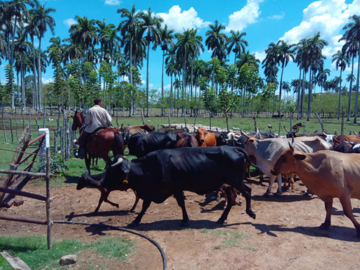 El ABC de una finca que se respeta