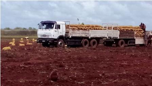 Foto: Cortesía de la Empresa. Terminada la cosecha de papa, prestos a sembrar viandas de ciclo corto