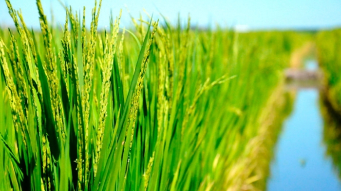 Por mayor eficiencia hídrica en el cu