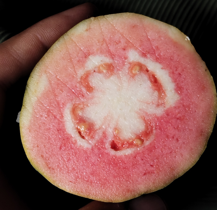 La guayaba de la discordia
