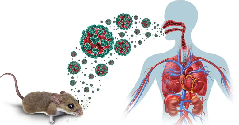Vigilancia frente al hantavirus